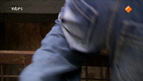 DierenDetectives | Gorilla Binti Jua